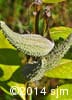 Asclepias syriaca 12