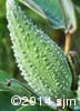 Asclepias syriaca 13