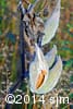 Asclepias syriaca 14
