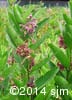 Asclepias syriaca 4