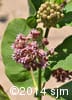 Asclepias syriaca 6