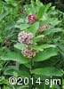 Asclepias syriaca 7