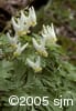 Dicentra cucullaria flpl