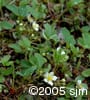 Fragaria virginiana flpl