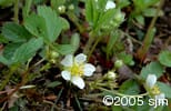 Fragaria virginiana flw