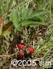 Fragaria virginiana frt