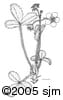 Fragaria virginiana ill