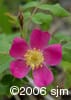 Rosa acicularis flw