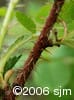 Rosa acicularis stem
