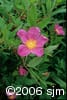 Rosa palustris flw