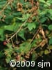 Rubus allegheniensis frt