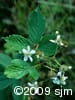 Rubus allegheniensis inf