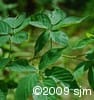 Rubus allegheniensis lvs
