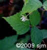 Rubus idaeus flw