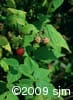 Rubus idaeus frt