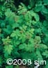 Rubus idaeus hab