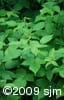 Rubus idaeus lvs
