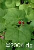 Rubus parviflorus frt