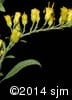 Solidago nemoralis 10