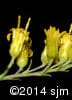 Solidago nemoralis 11