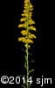 Solidago nemoralis 12