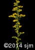 Solidago nemoralis 13