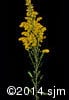 Solidago nemoralis 14