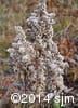 Solidago nemoralis 15