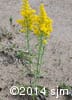 Solidago nemoralis 2
