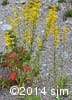 Solidago nemoralis 3