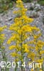 Solidago nemoralis 7