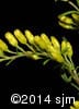 Solidago nemoralis 8