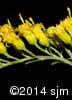 Solidago nemoralis 9