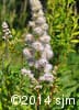 Spiraea alba 5