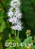 Spiraea alba 7