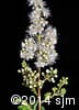 Spiraea alba 8