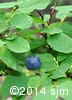 Vaccinium ovalifolium 10