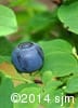 Vaccinium ovalifolium 11