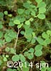 Vaccinium ovalifolium 12