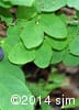 Vaccinium ovalifolium 13