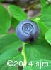 Vaccinium ovalifolium 14