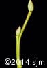 Vaccinium ovalifolium 16