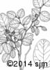 Vaccinium ovalifolium 18