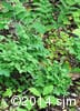 Vaccinium ovalifolium 1