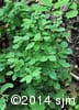 Vaccinium ovalifolium 2