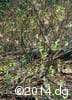 Vaccinium ovalifolium 3
