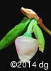 Vaccinium ovalifolium 4