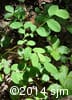 Vaccinium ovalifolium 5