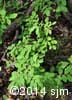 Vaccinium ovalifolium 6