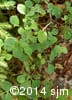 Vaccinium ovalifolium 7